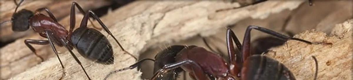 Close-up of ants on wood showing an active ant infestation in Savannah, GA