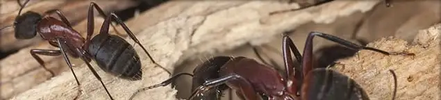 Close-up of ants on wood showing an active ant infestation in Savannah, GA