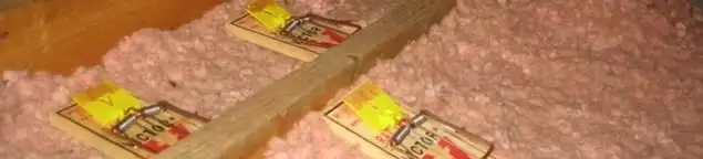 Mouse traps placed in an attic for rodent control in Savannah, GA