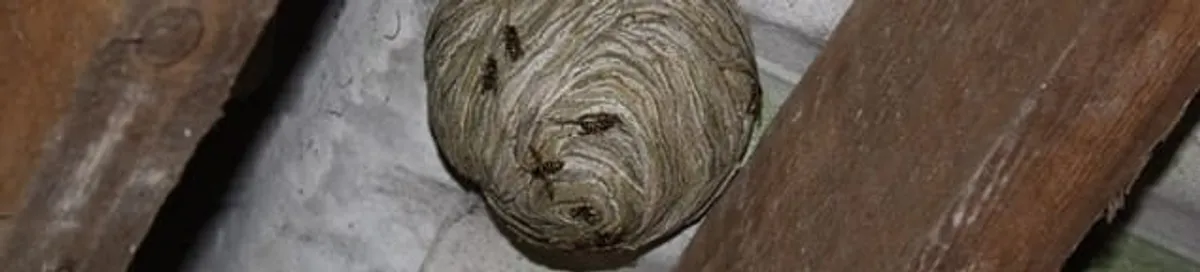 Wasp nest in an attic space, a common home infestation risk in Savannah, GA