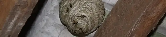 Wasp nest in an attic space, a common home infestation risk in Savannah, GA
