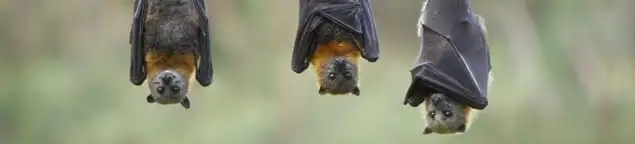 Bats roosting together, a common sign of a bat infestation in Savannah, GA