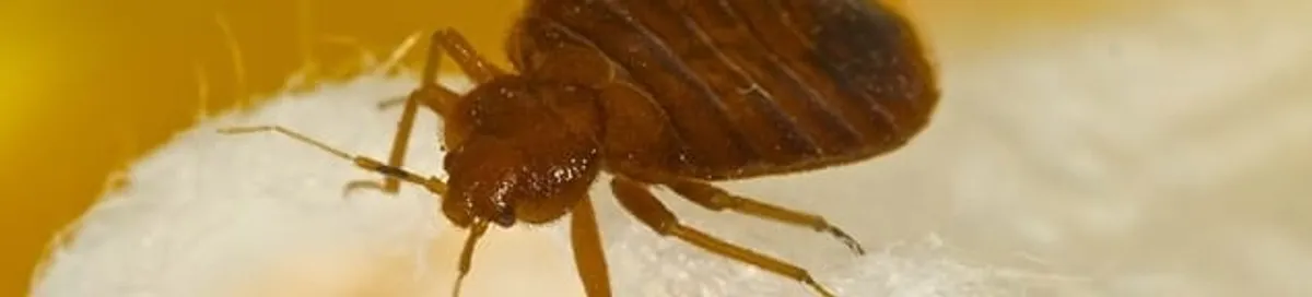Close-up of a bed bug, a sign of an active infestation in Savannah, GA