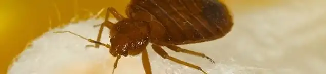 Close-up of a bed bug, a sign of an active infestation in Savannah, GA