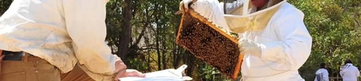 Bee removal specialists relocating a hive and honeycomb safely in Savannah, GA