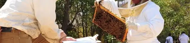 Bee removal specialists relocating a hive and honeycomb safely in Savannah, GA