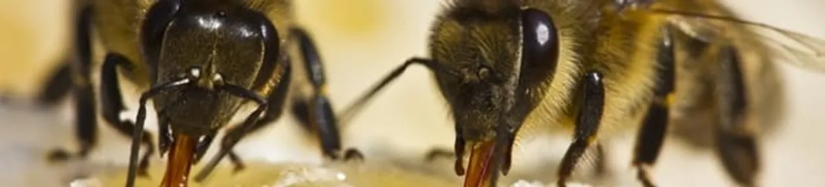 Close-up of honey bees, a sign of a nearby hive in Savannah, GA