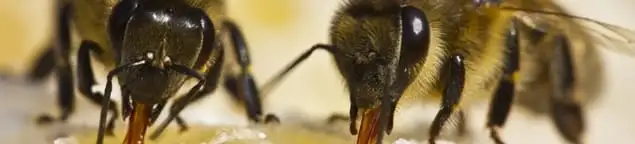 Close-up of honey bees, a sign of a nearby hive in Savannah, GA