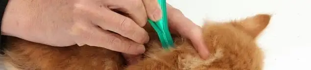 Flea treatment for pets using a flea comb, a sign of flea problems in Savannah, GA