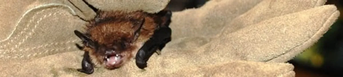 Bat removal specialist holding a bat safely during humane exclusion in Savannah, GA