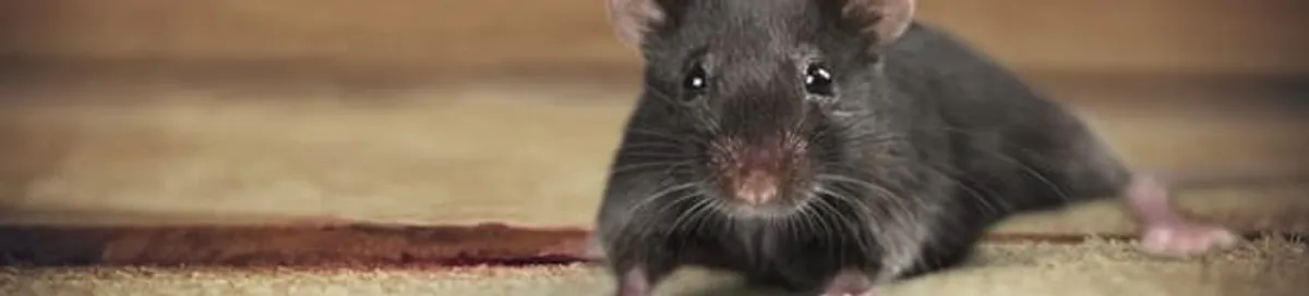 Mouse indoors, a common sign of a rodent infestation in Savannah, GA