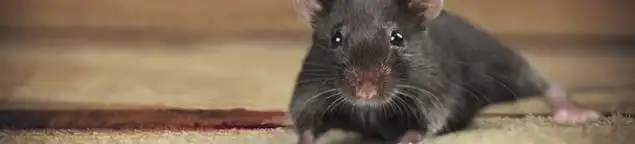Mouse indoors, a common sign of a rodent infestation in Savannah, GA