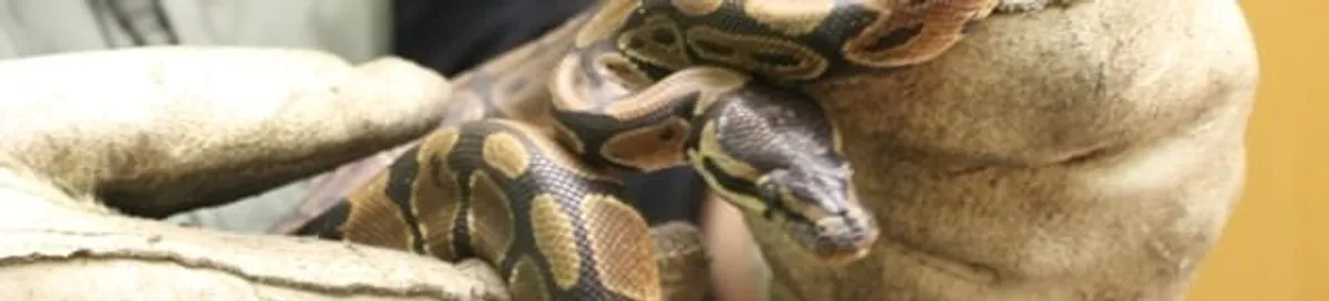Snake removal specialist safely handling a snake with protective gloves in Savannah, GA