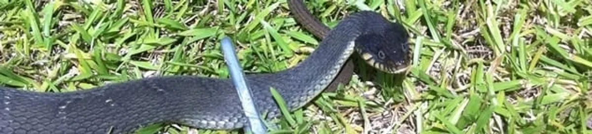 Snake in a yard, a common sign of a snake problem near a home in Savannah, GA