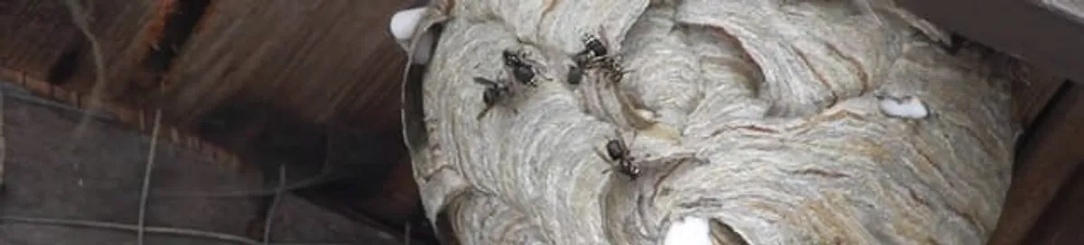 Close-up of a wasp nest with active wasps, a sign of an infestation in Savannah, GA