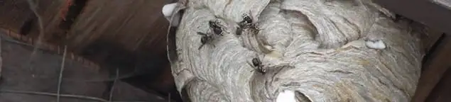 Close-up of a wasp nest with active wasps, a sign of an infestation in Savannah, GA